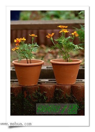 �������ղص��زĿ�