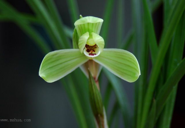 [����]������Ʒѡ