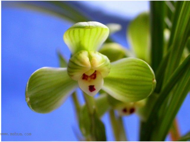 [����]������Ʒѡ