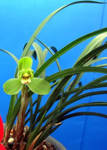 [����]������Ʒѡ