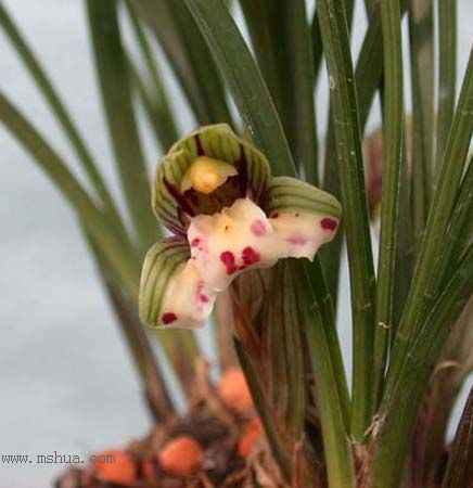 [����]������Ʒѡ