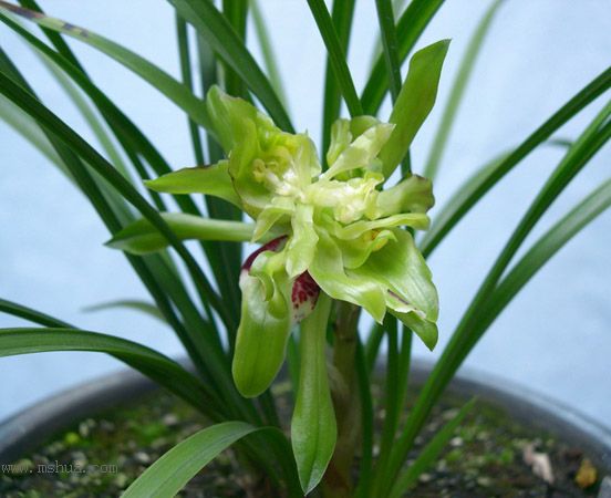 [����]������Ʒѡ