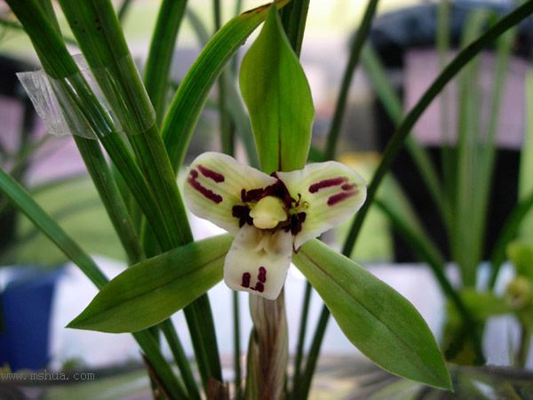 [����]������Ʒѡ