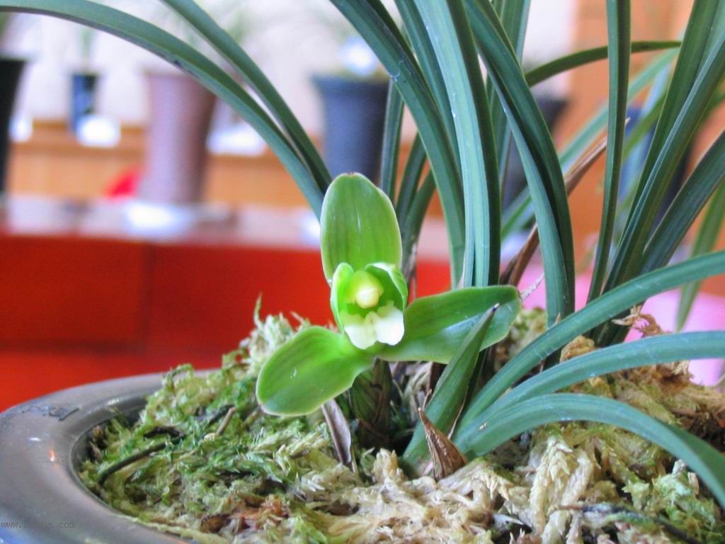 [����]������Ʒѡ