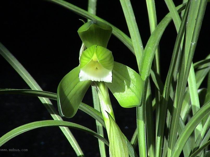 [����]������Ʒѡ