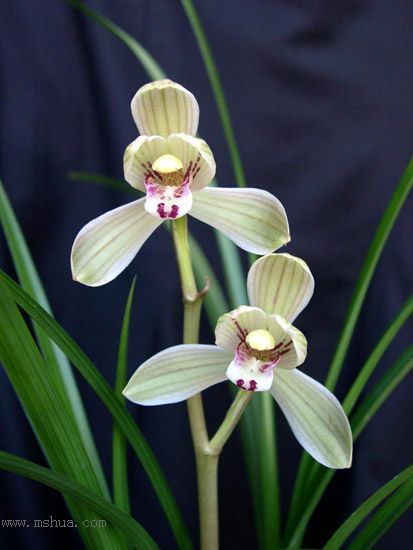 [����]���ꡢ������Ʒѡ