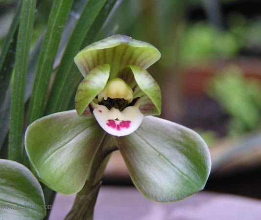 [����]������Ʒѡ