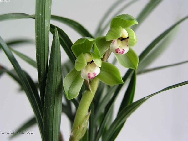 [����]������Ʒѡ