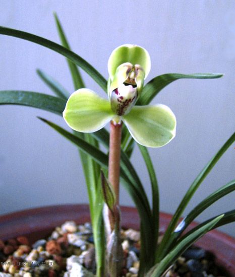 [����]������Ʒѡ