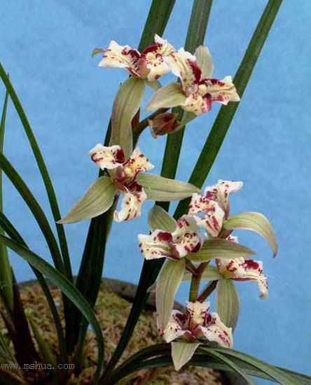 [����]���ꡢ������Ʒѡ