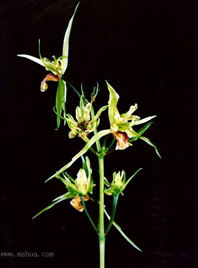 [����]����������Ʒѡ