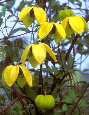 �Ǹ����ߵ�¥��