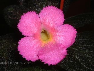 ʲ�N�� Kee Wee ?! (����ϲꎈD��)