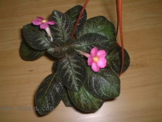 ʲ�N�� Kee Wee ?! (����ϲꎈD��)