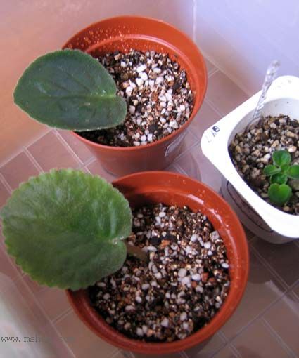 �ຣ�ޱߣ�������