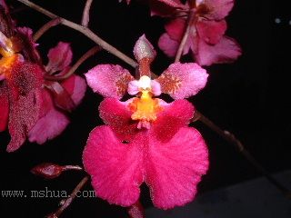 ż��������