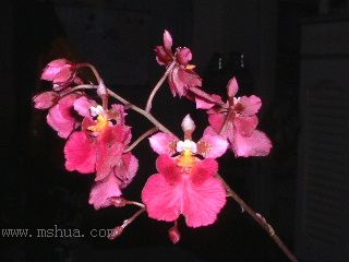 ż��������