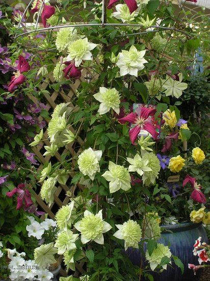 �Ǹ����ߵ�¥��