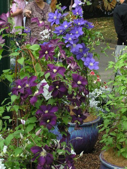 �Ǹ����ߵ�¥��