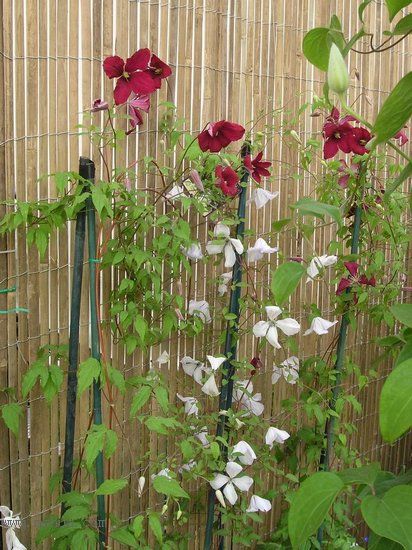 �Ǹ����ߵ�¥��