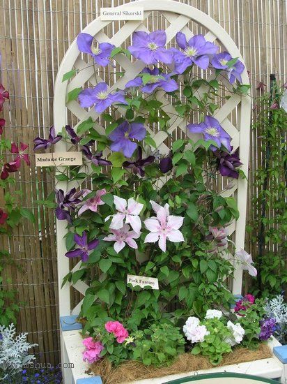 �Ǹ����ߵ�¥��