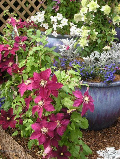 �Ǹ����ߵ�¥��