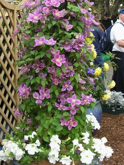 �Ǹ����ߵ�¥��