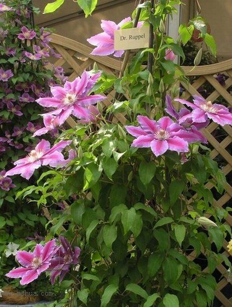 �Ǹ����ߵ�¥��