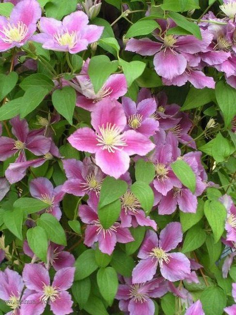 �Ǹ����ߵ�¥��