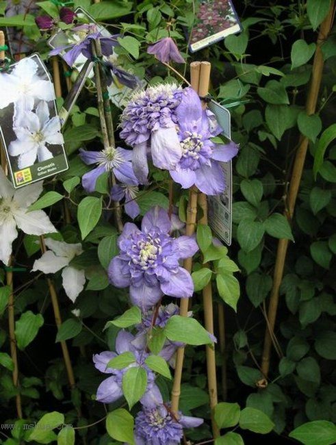 �Ǹ����ߵ�¥��