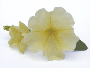 �����Ĵ�����ǣţ