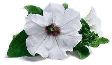 �����Ĵ�����ǣţ