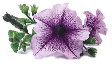 �����Ĵ�����ǣţ