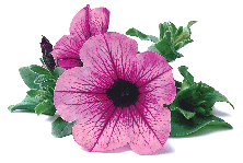 �����Ĵ�����ǣţ