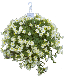 �����Ĵ�����ǣţ