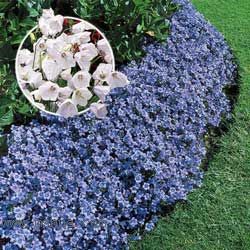 ������԰���������ġ����۹�