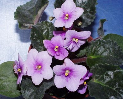 ���¼ҵ�������