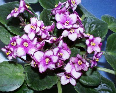 ���¼ҵ�������