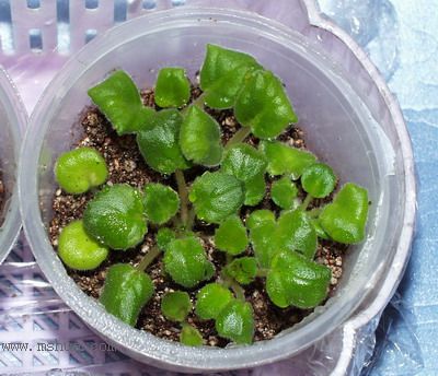 ���¼ҵ�������