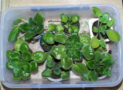 ���¼ҵ�������