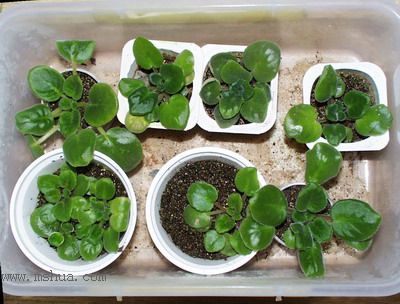 ���¼ҵ�������