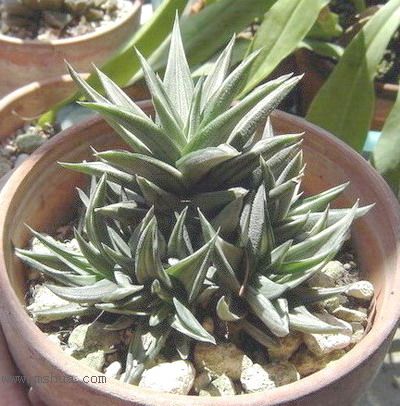 ϵ��ӲҶ12��