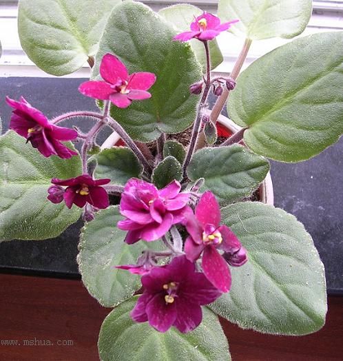 [��ˮ]��������ˮ��