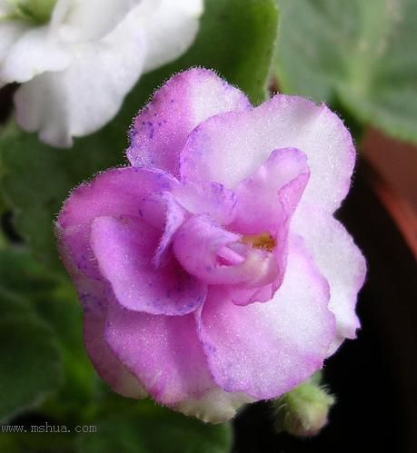 [��ˮ]��������ˮ��