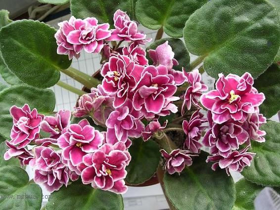 [��ˮ]��������ˮ��