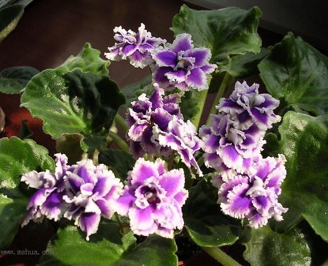 [��ˮ]��������ˮ��