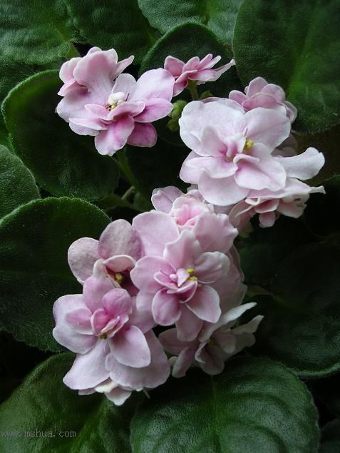 [��ˮ]��������ˮ��