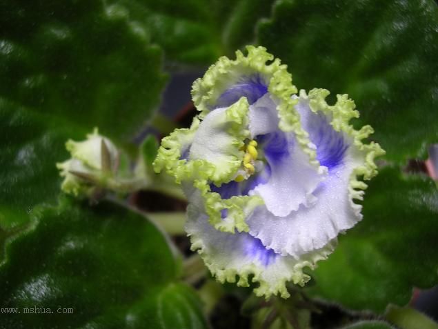 [��ˮ]��������ˮ��