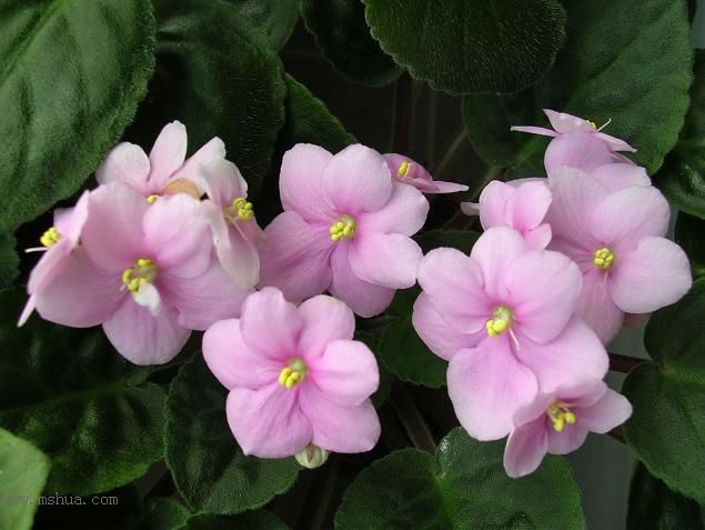 [��ˮ]��������ˮ��