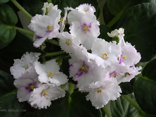 [��ˮ]��������ˮ��